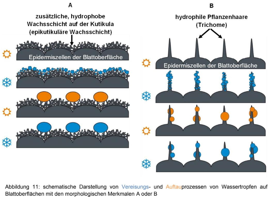 Schematische Blattoberfläche mit Wachsschicht und Pflanzenhaaren bei Vereisung und Auftauprozessen.